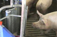 Eurotier – Big Dutchman Innovation – SonoCheck: Stress free sow pregnancy check/ view video