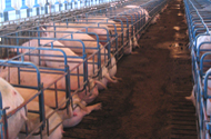 Danish pig farmers ready for implementing ban on sow stalls