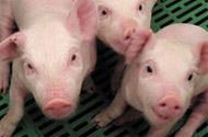 Heat treatment improves piglet growth and health status