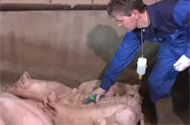 Boar taint vaccination starts in Belgium/ WATCH VACCINATION VIDEO