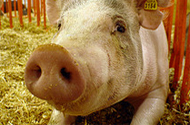 Many pigs get contaminated with MRSA in the slaughterhouse