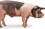 Newsham Choice Genetics researchers identify genetic markers for swine disease tolerance