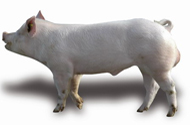 BoarSORT: New method for boar fattening