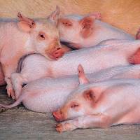 Potential rise in North Dakota pig numbers