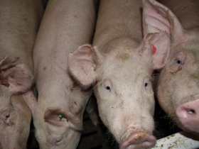 Higher air scrubber stacks, less odour nuisance by pig houses