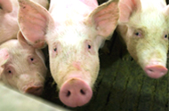 Mycotoxins causing huge economic losses in pig herds