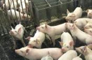 Australia: New welfare regulations for pig industry