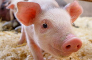 BPEX, NPA join forces to help pig producers tackle feed price volatility