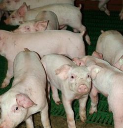 EuroTier 2010: German pork market – Part I