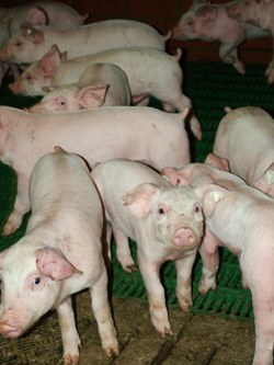 EuroTier 2010: German pork market – Part I