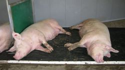 EuroTier 2010: German pork market – Part II