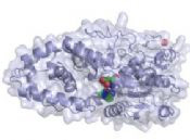 Formulating in the absence of phytate