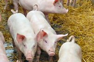 BPEX feed costs report unveiled – English pig industry under threat/ strategies outlined