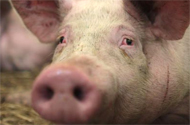 Door alarm catches thieves – pig farm