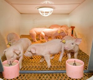 Innovation at Eurotier: RescuePig – a good start for vulnerable piglets