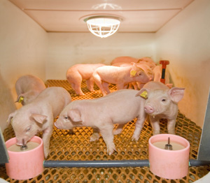 Innovation at Eurotier: RescuePig – a good start for vulnerable piglets