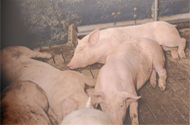 VIDEO: Swine producers controlling the interior environment of agri-houses