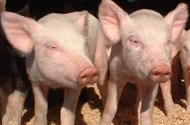 Growth stagnation in Danish live pig exports