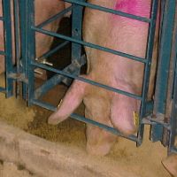 Gestation crates targeted in Oregon