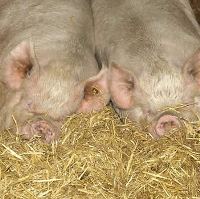 Biological farming good for pigs and environment
