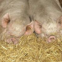 Biological farming good for pigs and environment