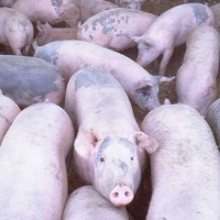 Pigs in large groups less aggressive