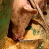 Pet food toxin also found in pig feed