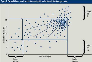 The feed price crisis – Part 1. What you should do