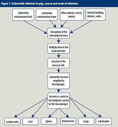 Nutritional approaches to controlling Salmonella