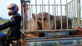 Native pig breeds of China