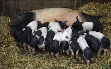 Current thinking in piglet nutrition – dietary specifications