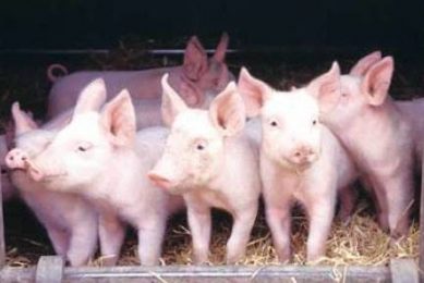 Optimising performance and health of sows and piglets