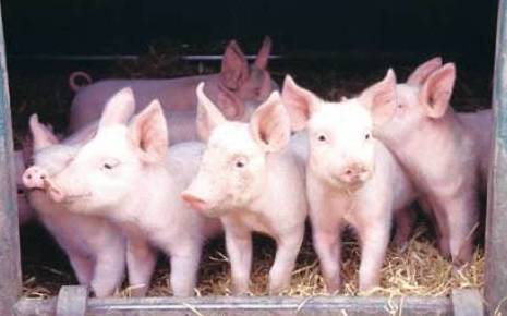 Optimising performance and health of sows and piglets