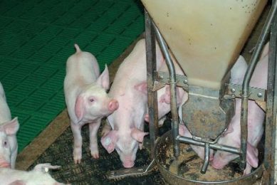 Protected acids improving pig performance