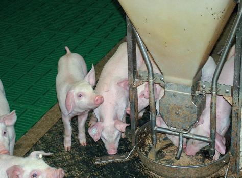 Protected acids improving pig performance