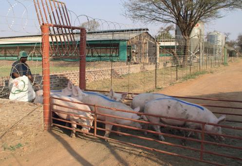 Pig farmer and feed company team up in feed mill project