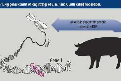 Genotyping: How useful is it for producers?