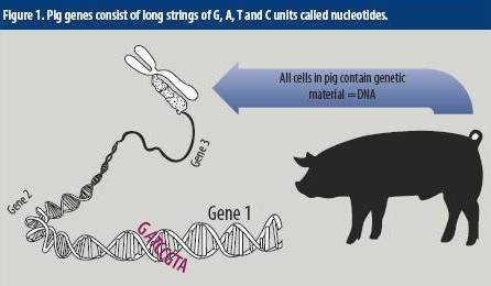 Genotyping: How useful is it for producers?