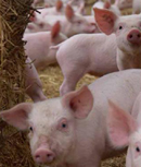 Main breakthroughs in pig nutrition