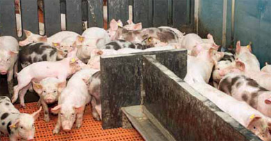 Stress in piglets: a multi-factorial problem