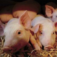 Innovations and speakers at CuiabÃ¡ pig event