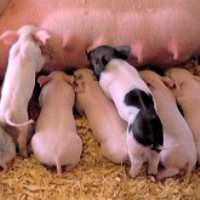 China to immunise pigs with PRRS vaccine
