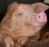 New fact sheet on using DDGS in swine diets