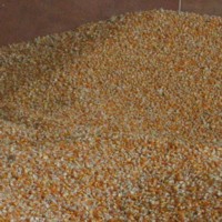 EU considers lifting BSE feed ban