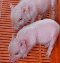 Two pig clones for organ transplant experiments survive