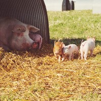 Project to reduce environmental impact of pig production launched