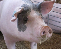 BPEX – Real welfare indicators for pigs