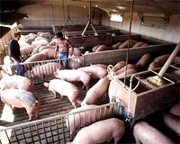 US: Swine premises identification surpasses 90%