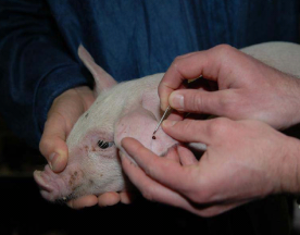 Iron for piglets: injection or oral?