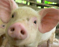 New Foot-and-Mouth disease case at pig farm in the Eastern province in SK